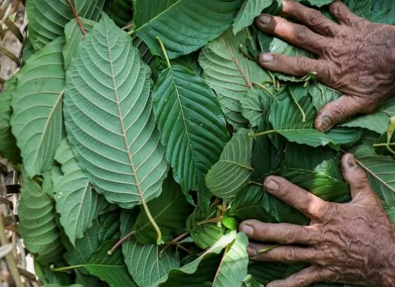 Kratom And Coffee Family: A Comprehensive Review 1 cuci daun