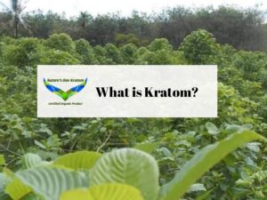 What is Kratom