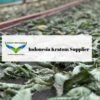 Indonesia Kratom Supplier