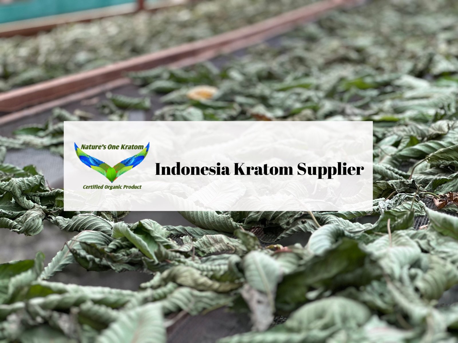 Indonesia Kratom Supplier